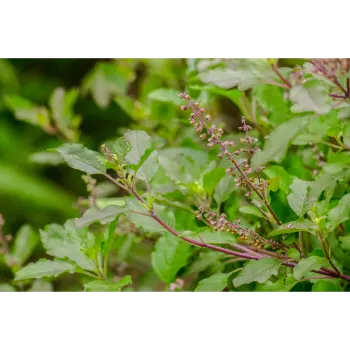 Natural Dried Tulsi Leaves